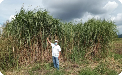 standing-infront-of-cane