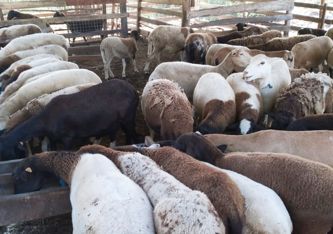 sheep herd