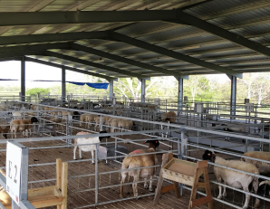 Sheep Projects