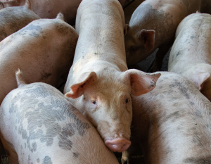 Swine Projects