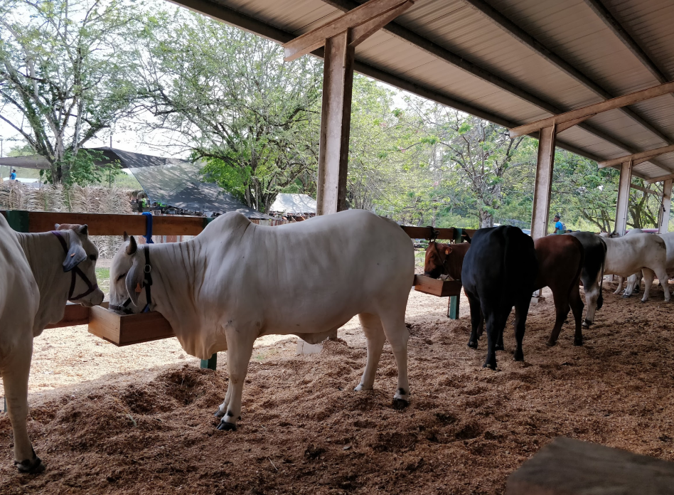 Beef Cattle Projects