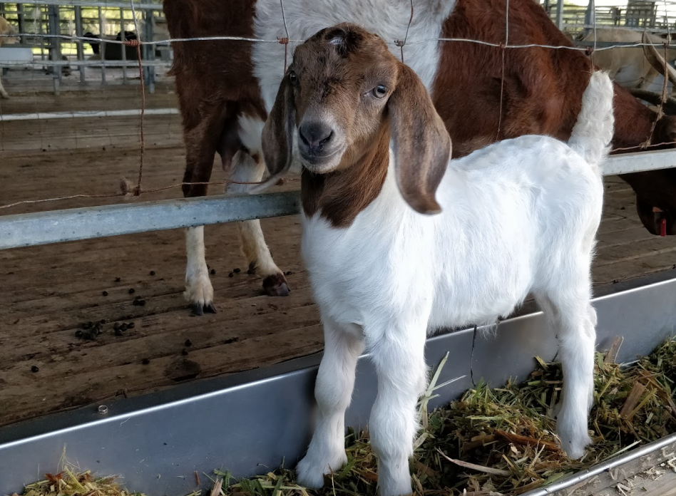 Sheep Projects