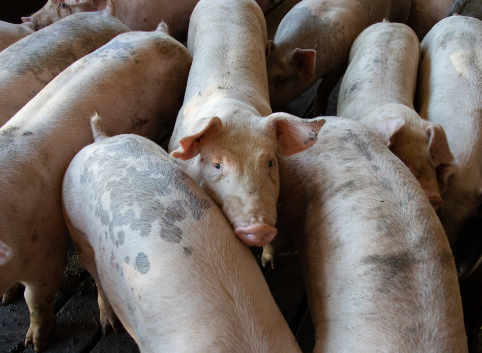 Swine Projects